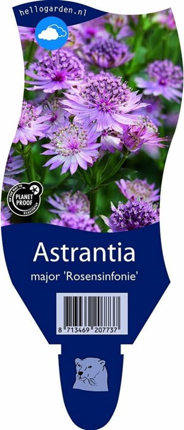 Astrantia maj. 'Rosensinfonie' - P11